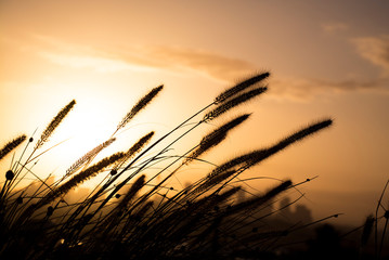 Silhouette of tall grass at sunset
