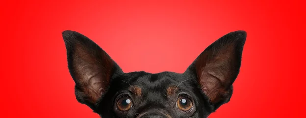 Fotobehang Hond pincher dog with black fur hiding his face from camera  © Viorel Sima