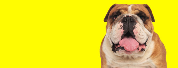 english bulldog dog looking at camera and panting happy