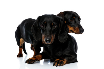 Fototapeta premium Two Teckel puppies curiously looking away