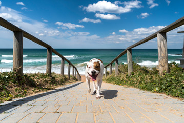 Dog by the sea, Sydney Australia