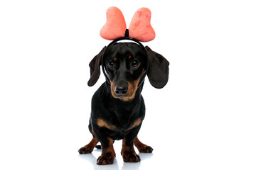 Cute Teckel puppy wearing bow headband and looking forward