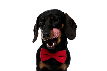 Bored Teckel puppy wearing bowtie and licking its mouth