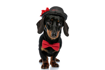 Eager Teckel puppy wearing bowtie and hat, looking away carefully