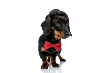 Obraz premium Shy Teckel puppy wearing bowtie and hat