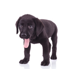 happy labrador retriever sticking out tongue