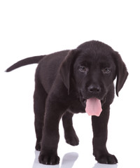 cute labrador retriever sticking out tongue on white background