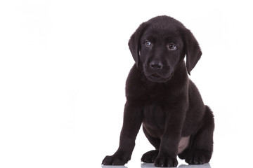 cute labrador retriever sitting on white background