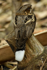 it is a bamboo forest and an Indian Nightjar is seating on a piece of bamboo. it is really tough to find this species as they camouflage themselves.