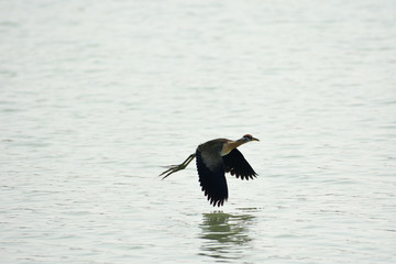 early in the morning of winter a bronze-winged jacana (juvenile) is flying across a little pond.. it has become a common bird in my locality.  as it is a juvenile, it has not got its proper color. 