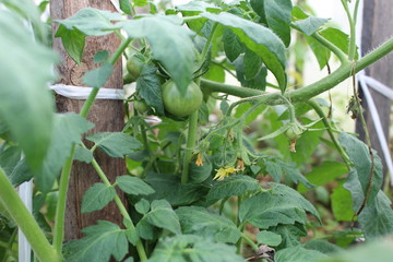 green tomatoes growing in the garden in summer