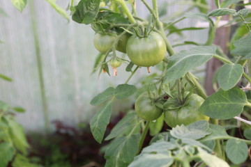 green tomatoes growing in the garden in summer