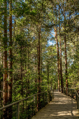 Wooden park walkway leading into trees with sunlight weaving in trees