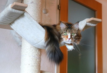 Süße Maine Coon Kitten