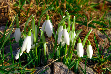 The white flowers are snowdrops. Forest primroses