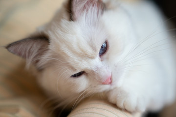 Blue-eyed white Ragdoll kitten with dark ear tips and tail , pink nose, closeup of face, Portrait quality