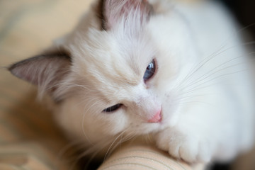 Blue-eyed white Ragdoll kitten with dark ear tips and tail , pink nose, closeup of face, Portrait...