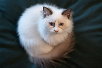 Blue-eyed white Ragdoll kitten with dark ear tips and tail on a dark blurred background.  Portrait quality