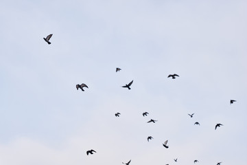 Pigeons flying in the blue sky