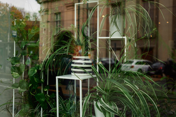 Green flowers in the pots and reflection of the city with cars