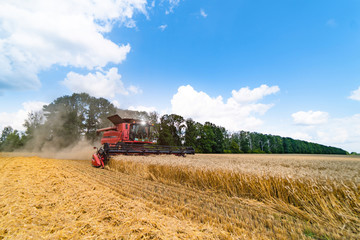 Fototapeta premium Grain harvesting combine in a sunny day. Yellow field with grain. Agricultural technic works in field.