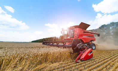 Red grain harvesting combine in a sunny day. Yellow field with grain. Agricultural technic works in...