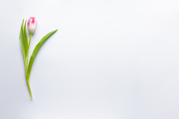 One tulip on a white background with space for text, flat lay. 8 March, International Women's Day.  Valentine's Day.