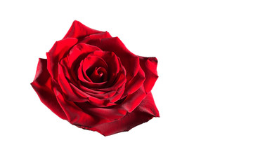Red rose flower without stem, isolate