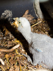Two kea parrott chicks in a nest