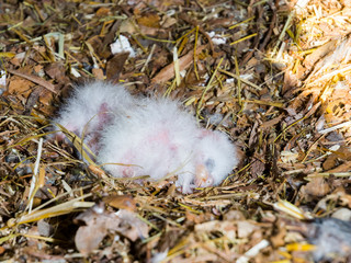 Three newborn kea nestlings in a zoo
