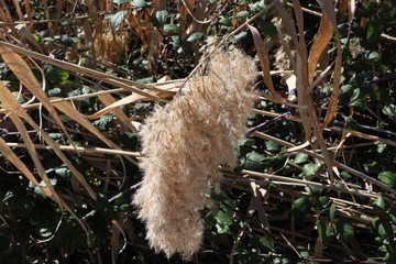 naturaleza ruinas antiguo