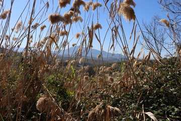 Fototapeta premium naturaleza ruinas antiguo