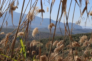 naturaleza ruinas antiguo
