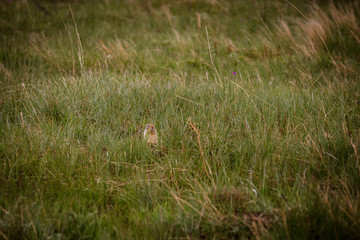 Ground squirrel eating in the grass