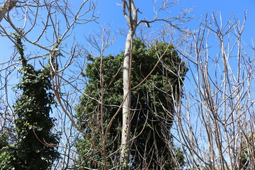 naturaleza 