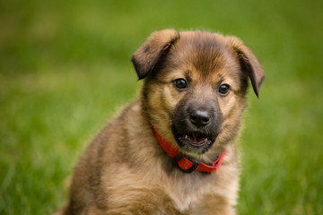 Portrait of cute brown puppy outside