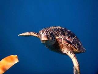 Samoa – A green sea turtle who loves Papaya at Savaii