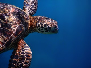 Samoa – A green sea turtle at Savaii