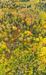 Forest in autumn colors. Red, yellow, orange, green colored deciduous trees in fall. Harimägi, Estonia, Europe