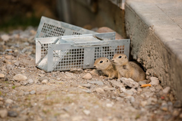 Gophers peering around pest control traps