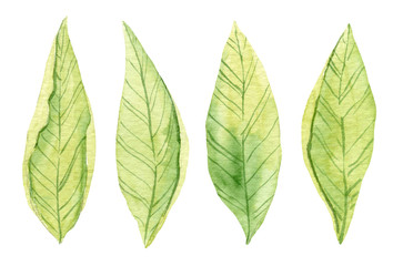 Watercolor green leaves set. Floral painting. Leaves close up