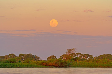 Fototapeta premium Moonrise over the Tropical Forest
