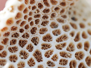 Closeup shot of coral from Hawaii