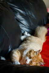 Sleeping orange tabby cat stretched across couch