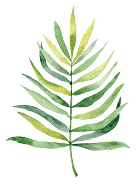 Watercolor green branch. Hand drawn tropical  leaves.