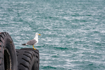 Seagulls perched on huge wheels that are used by tugboats to get close to the boats and be able to...