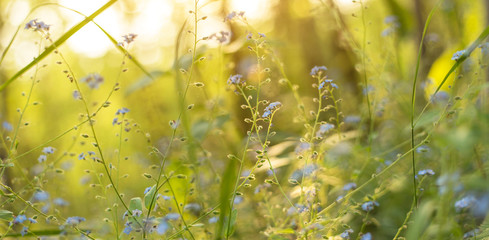 Spring Blue wild flowers and plants on meadow in yellow sunlight. Abstract nature blurred bokeh...