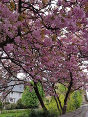 Kirschlütenbaum, rosa