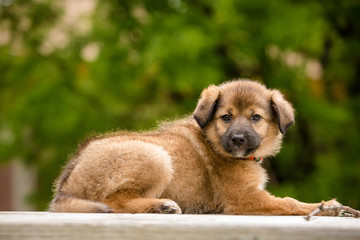 Adorable portrait of a brown puppy in a park