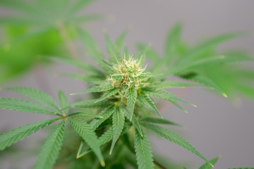 Cannabis Flower